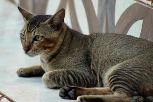 mammifères, chats à fourrure brune moelleuse et douce, animaux de compagnie mignons et mignons photo