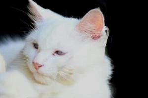 mammifères, chats persans à fourrure blanche duveteuse et animaux de compagnie doux, mignons et mignons photo