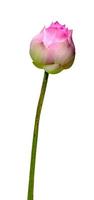 beau nénuphar rose ou fleur de lotus isolé sur fond blanc, inclure un tracé de détourage photo