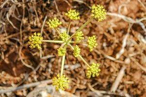 fleur jaune bouchent photo