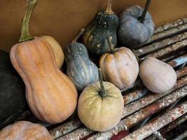 citrouilles au mur photo