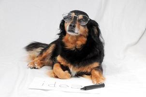 chien portant des lunettes photo