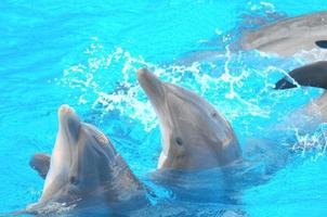 dauphins à l'aquarium photo