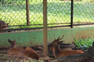 un cerf divertit les touristes avec son action au zoo de semarang. photo