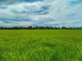 vue panoramique sur les rizières vertes et le beau ciel bleu en indonésie. photo
