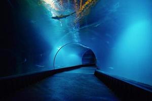 tunnel sous-marin de l'océanarium photo