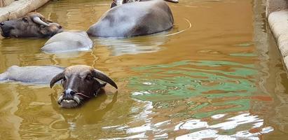 beaucoup de vaches ou de buffles nageant dans un lac ou une rivière avec un espace de copie à droite. vie sauvage, animal, beauté de la nature et concept de temps de détente photo