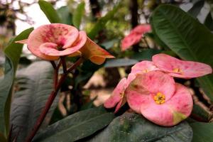 belle couronne d'épines géante rose photo