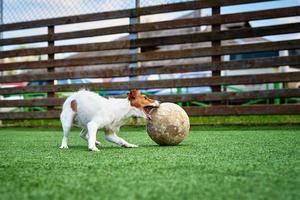 chien jouer au football sur le terrain photo