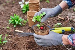 mains de jardinier cueillant et plantant des plantes potagères dans le jardin photo
