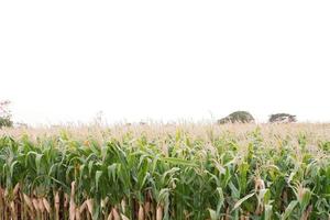 vue panoramique sur la récolte de maïs photo