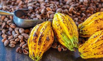 fèves de cacao brunes aromatiques et graines de cacao avec des matières premières mûres jaune cacao de chocolat en arrière-plan photo