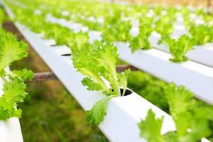 système hydroponique de légumes, salade d'iceberg de frillice jeune et fraîche culture de plantes de ferme hydroponique de jardin sur l'eau sans sol agriculture dans la serre biologique pour l'alimentation saine photo