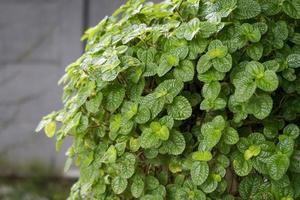 plante tropicale en asie arbre d'ornement photo