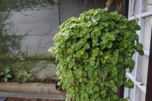 plante tropicale en asie arbre d'ornement photo