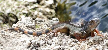 Les iguanes sont un genre de lézards qui vivent dans les tropiques d'Amérique centrale, d'Amérique du Sud et des îles des Caraïbes. ces lézards ont été décrits pour la première fois par un zoologiste autrichien, papier peint macro, iguane photo