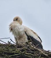 cigogne blanche au site de nidification. oiseau de l'année 1994 en allemagne. faune photo