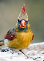 oiseau cardinal femelle photo