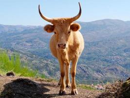 portrait d'une vache beige à côté de la route. bétail avec une vallée en arrière-plan. animaux. photo