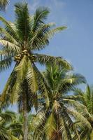 cocotiers et ciel bleu d'été photo