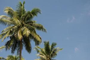 cocotiers et ciel bleu d'été photo