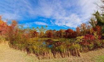 paysage d'automne. avec une forêt colorée. photo