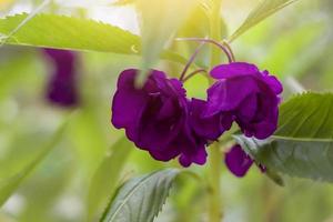 beau baume de rose pourpre, baume de jardin, impatiens balsamina ou touch me not fleurissent dans le jardin avec la lumière du soleil. est une herbe thaïlandaise. photo