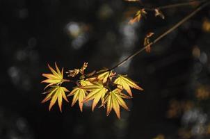 feuilles d'érable au début du printemps photo