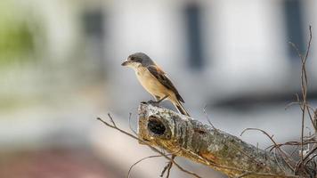 Pie-grièche birmane perchée sur un arbre dans la nature photo