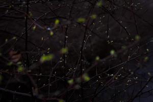 gros plan de brindilles avec de petits bourgeons de feuilles dans une photo de concept sombre