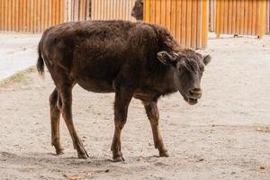 jeune beau bison photo