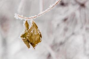 feuilles d'hiver couvertes de neige et de givre photo