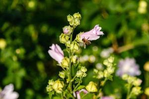 couleurs de champ roses avec des gouttelettes et un poêle recueillant le pollen photo