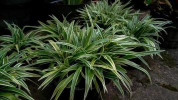 gros plan de plantes décoratives sur l'arrière-cour. photo