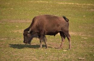 jeune bison agitant sa queue de frustration photo