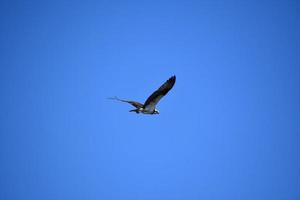 magnifique balbuzard pêcheur volant dans un ciel bleu brillant photo