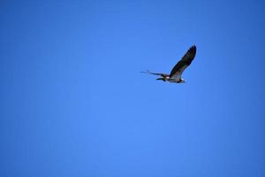 ciel bleu avec un oiseau balbuzard pêcheur en vol photo
