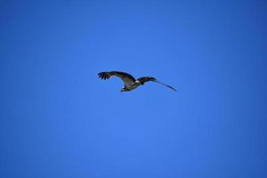 bel oiseau balbuzard pêcheur volant dans un ciel bleu vif photo