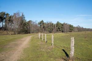 Landes avec des arbres tôt le matin au soleil photo