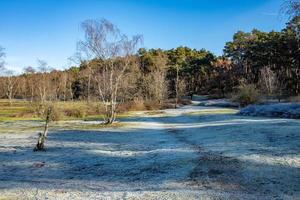 Landes avec des arbres tôt le matin avec du givre au soleil photo