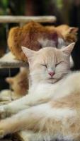 beau chat mignon dormir faire une sieste au repos photo