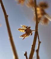 nature au soleil photo