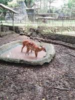 cerf en bonne santé dans une cage de zoo photo