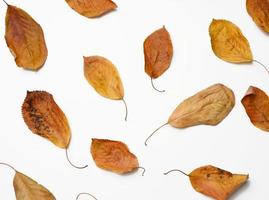 Feuilles de cerisier doré sec sur fond blanc photo