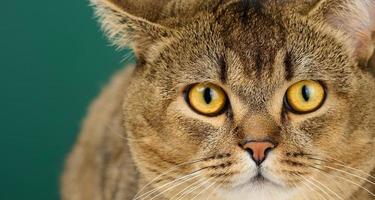 Portrait d'un chat gris écossais adulte à oreilles droites photo