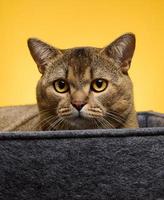 chat adulte se trouve dans un lit de feutre gris sur fond jaune. l'animal se repose et regarde photo