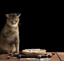 un chat droit écossais adulte est assis sur une table en bois près d'une tarte cuite au four. animal enduit de farine, fond noir photo