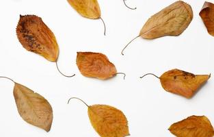 Feuilles de cerisier doré sec sur fond blanc photo