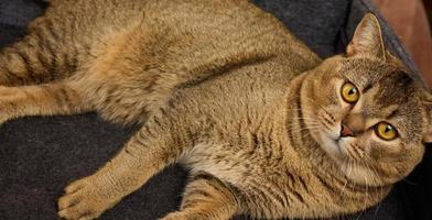 un chat adulte se trouve dans un lit de feutre gris sur fond jaune. l'animal se repose et regarde photo