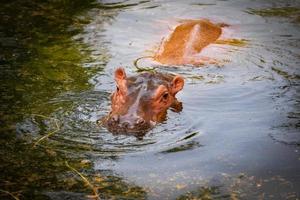 hippopotame flottant sur l'eau dans la ferme d'hippopotame dans le sanctuaire de la faune photo